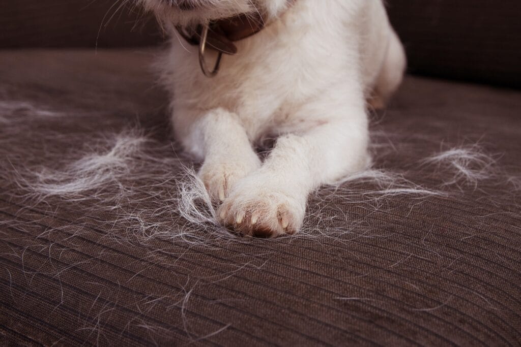 Dog lying on a couch with loose fur scattered around its paws and on the fabric—a scene that highlights the importance of cleaning for allergy sufferers.
